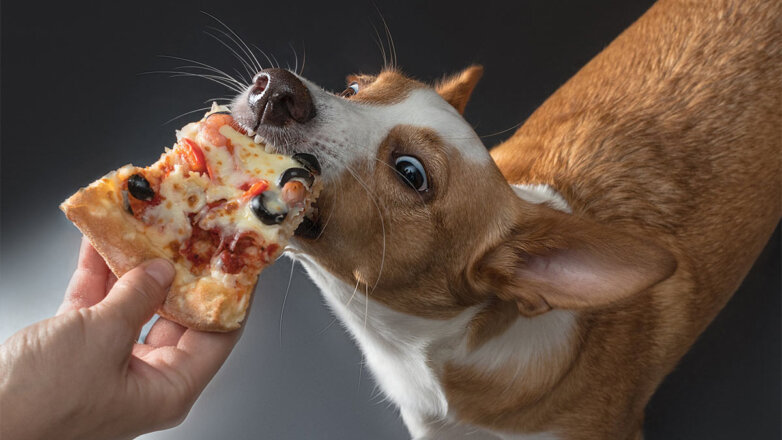 Ветеринары назвали 2 вида еды, которую никогда бы не дали своим собакам