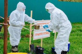 Высокопатогенный грипп птиц обнаружили у погибших чаек в Ижевске