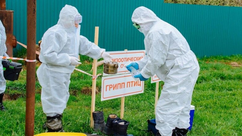 Высокопатогенный грипп птиц обнаружили у погибших чаек в Ижевске