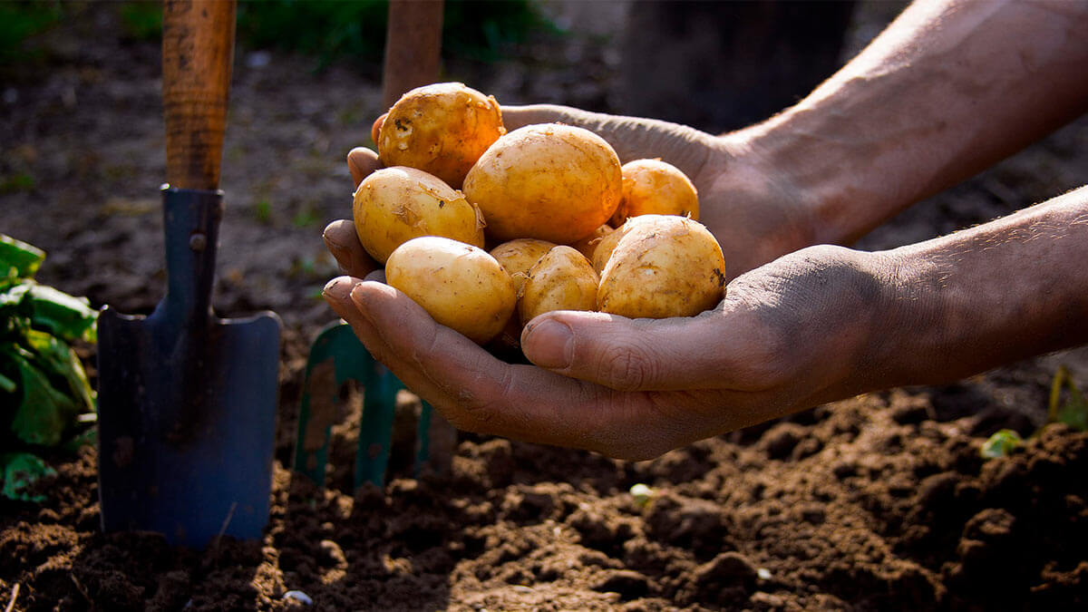Как защитить картофель от проволочника: простой лайфхак при посадке