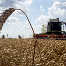 Какой урожай зерна ожидается на Украине и в России