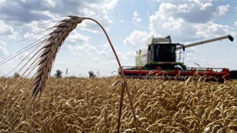 Какой урожай зерна ожидается на Украине и в России