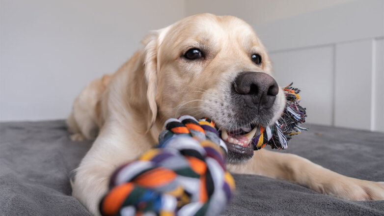 Ветеринар назвал потенциально смертельную игрушку, которую нельзя давать собаке