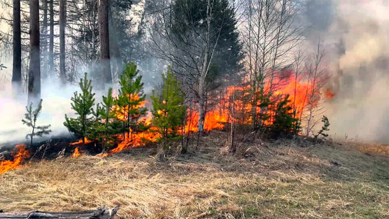 Площадь лесных пожаров в Свердловской области увеличилась до 54,1 тысячи гектаров