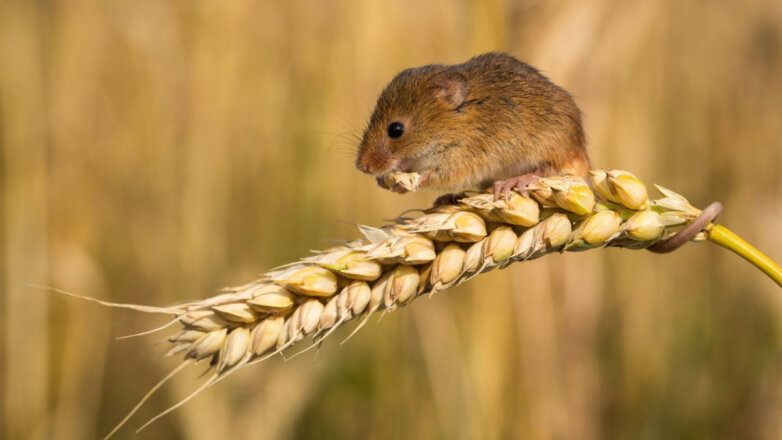 В Австралии предложили бороться с нашествием мышей на поля с помощью запаха зерна