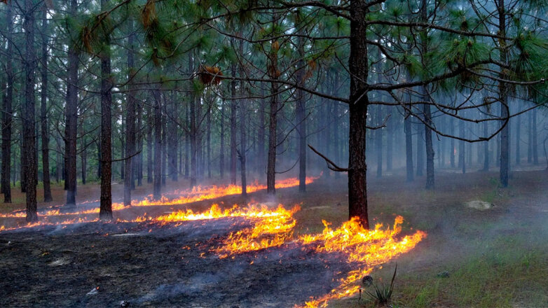 В Московском регионе ввели "желтый" уровень погодной опасности из-за риска пожаров