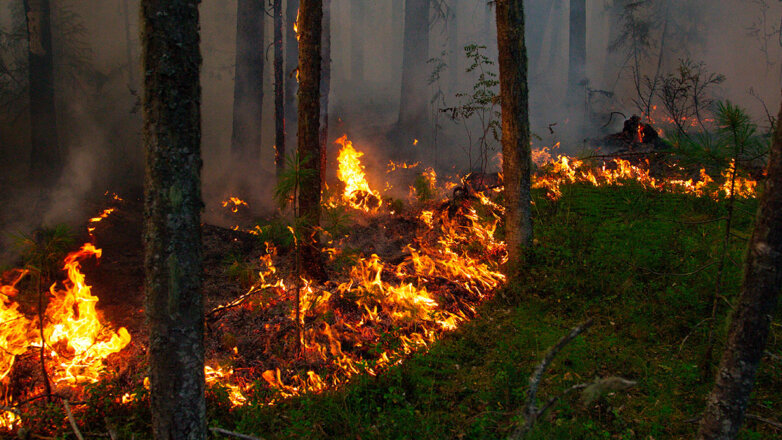 В Омской области объявили режим ЧС из-за природных пожаров