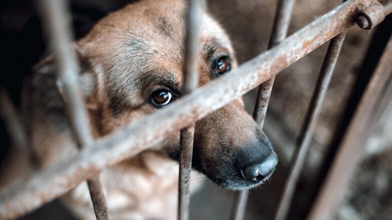В Госдуме хотят ввести штрафы за жестокое обращение с животными