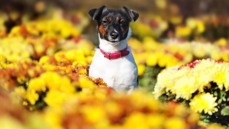 Ветеринар назвала опасные для собак и кошек дачные цветы