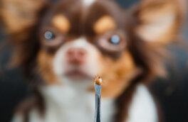 Что делать после снятия клеща с собаки и сдачи его в лабораторию: советы кинолога