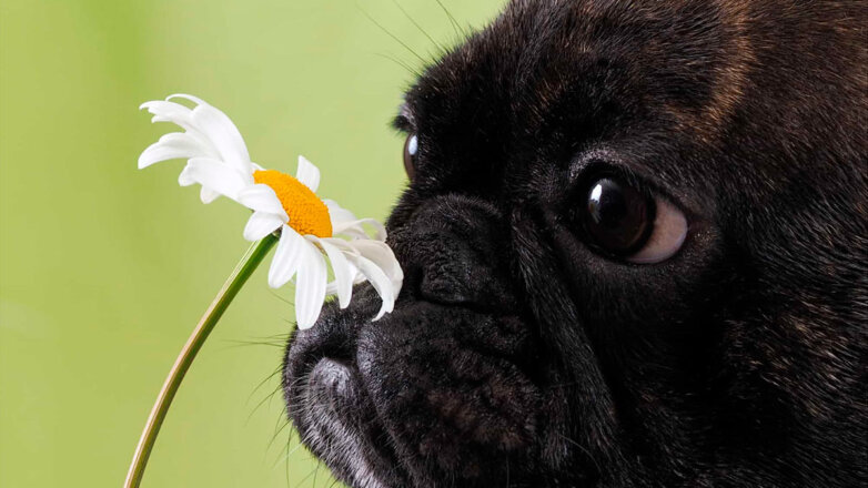 Эксперт объяснил, что важно знать владельцам животных об аллергии у собак