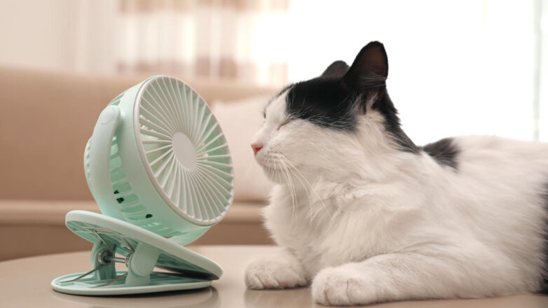 Названы способы уберечь кошку от жары