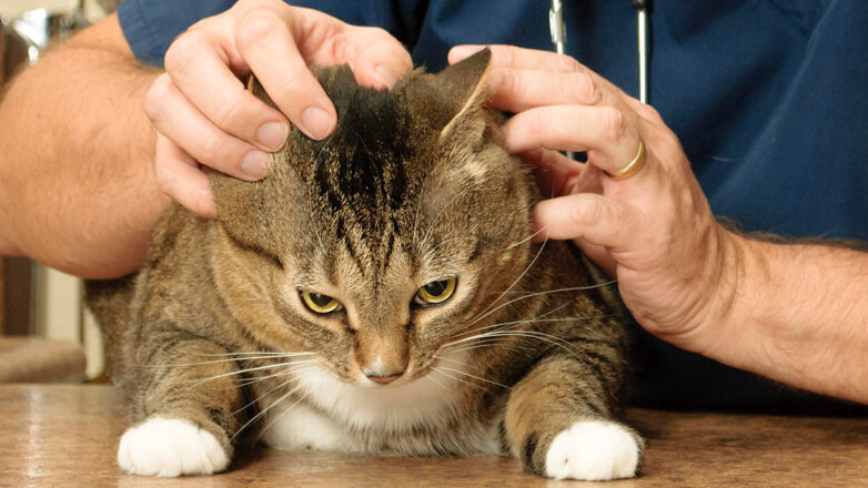 Эксперт объяснила, как сделать визит к ветеринару приятнее для кошки