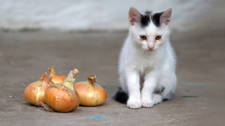 Ветеринары перечислили токсичные для кошек растения, продукты и лекарства