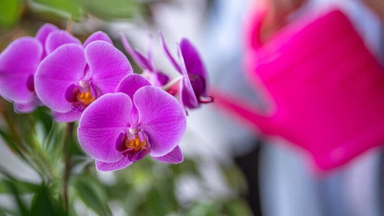Эксперт перечислил основные правила ухода за орхидеями, чтобы цветы не погибли
