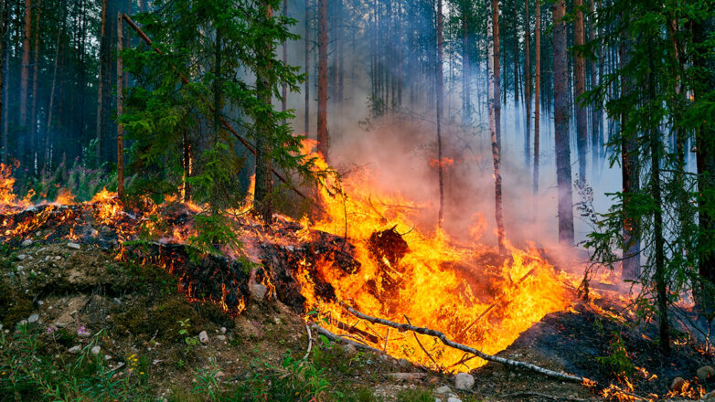 В России за сутки потушили 83 природных пожара