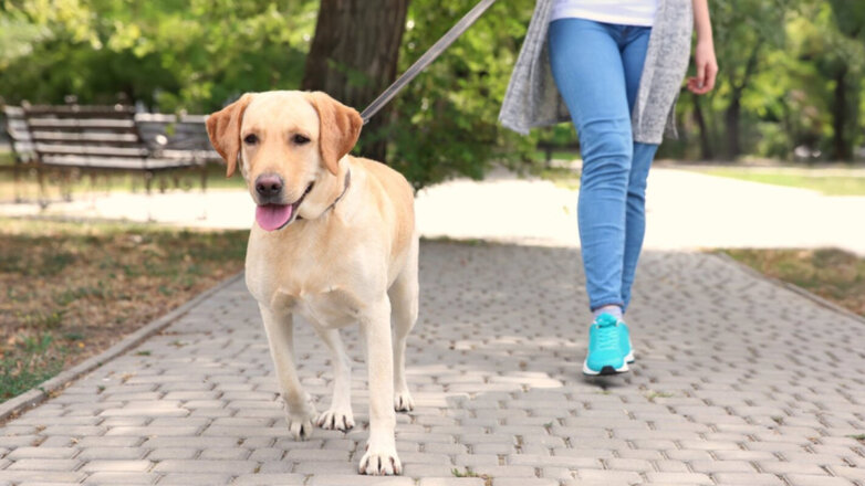 Эксперт по собакам объяснила, как помочь "взрывному" питомцу вести себя спокойнее на улице