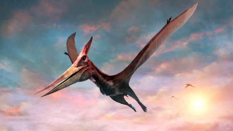 Ученые выяснили, что 107 миллионов лет назад в Австралии жили птерозавры