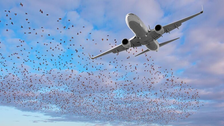 РБК: в России в полтора раза выросло число столкновений самолетов с птицами