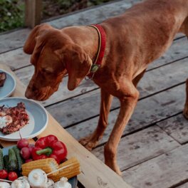 Чем можно угостить собаку на пикнике: советы кинолога