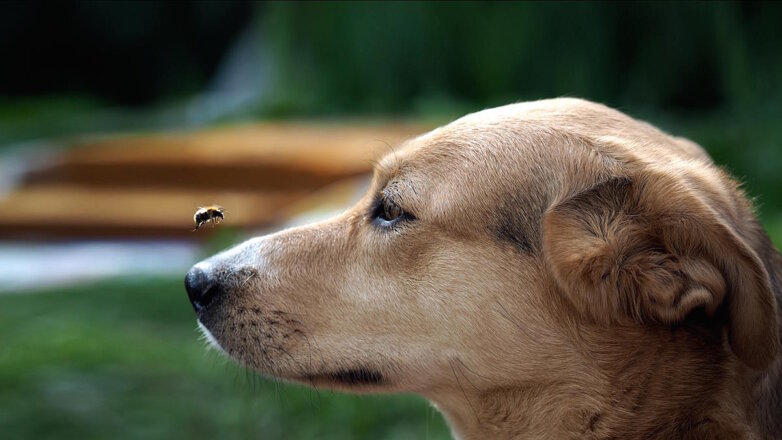 Названы способы помочь собаке при укусе пчелы