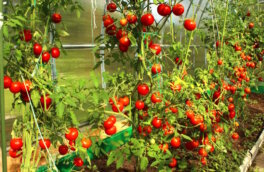 Что нужно сделать с томатами в июле, чтобы получить крупный урожай