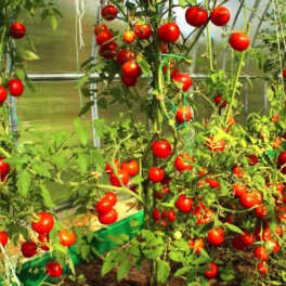 Что нужно сделать с томатами в июле, чтобы получить крупный урожай