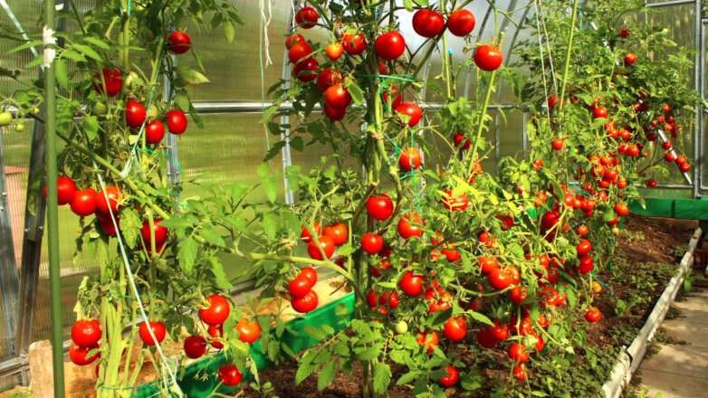 Агроном назвал универсальный способ формирования кустов томатов