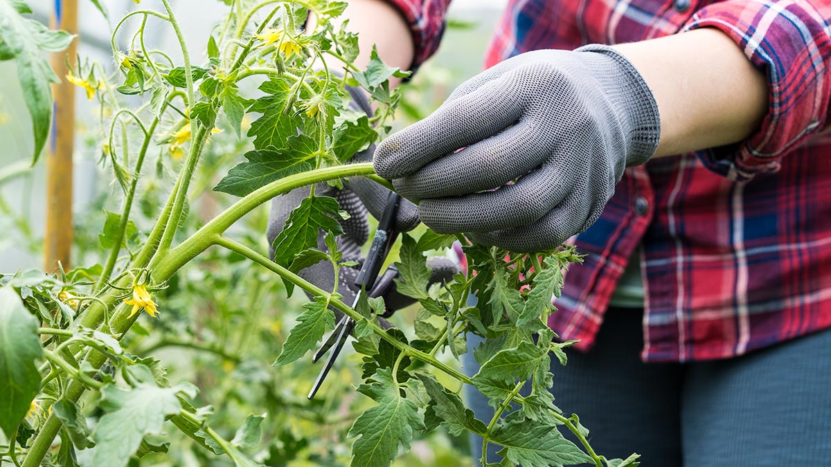Эксперты подсказали, как спасти подмерзшую или обожженную солнцем листву томата