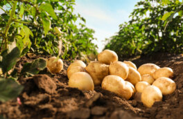 Когда и как окучивать картофель, чтобы собрать хороший урожай: советы экспертов