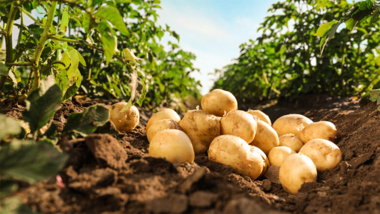Агроном дал 4 совета, которые помогут получить богатый урожай картофеля