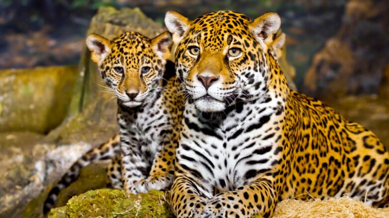 Какой сегодня праздник: 11 июня – Всемирный день ягуара