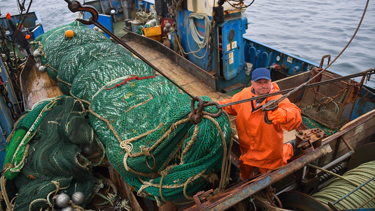 Прибрежный промысловый лов минтая в заливе Петра Великого