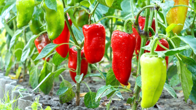 Эксперт дала советы, чем подкормить перцы во время плодоношения для хорошего урожая