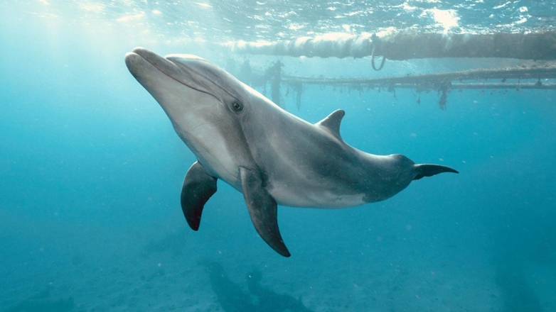 Совет Федерации одобрил законопроект о защите морских животных от эксплуатации