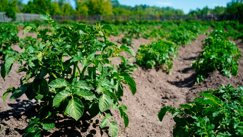 Агрономы напомнили дачникам, как ухаживать за картофелем в июле