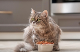 Ветеринар объяснил, как правильно кормить кошку