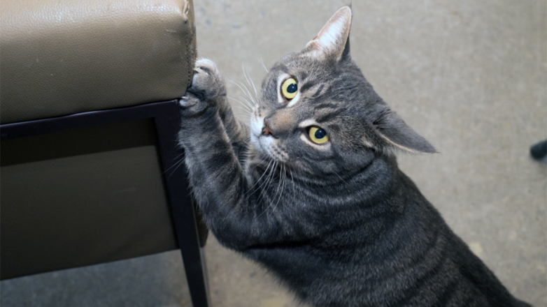 Эксперты рассказали, как отучить кошек точить когти о диван