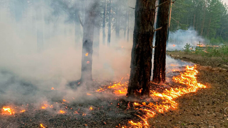 Площадь лесных пожаров в Магаданской области превысила 100 тысяч гектаров