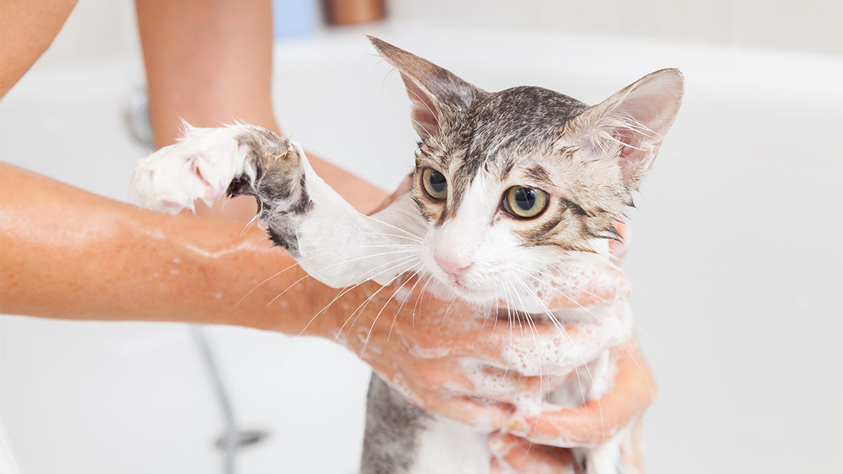 Ветеринар рассказала, когда и как нужно мыть кошку
