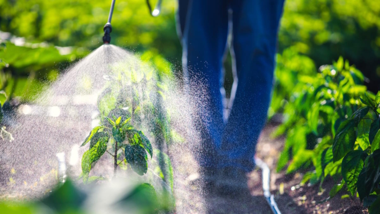 Агроном дал советы дачникам, как использовать пестициды