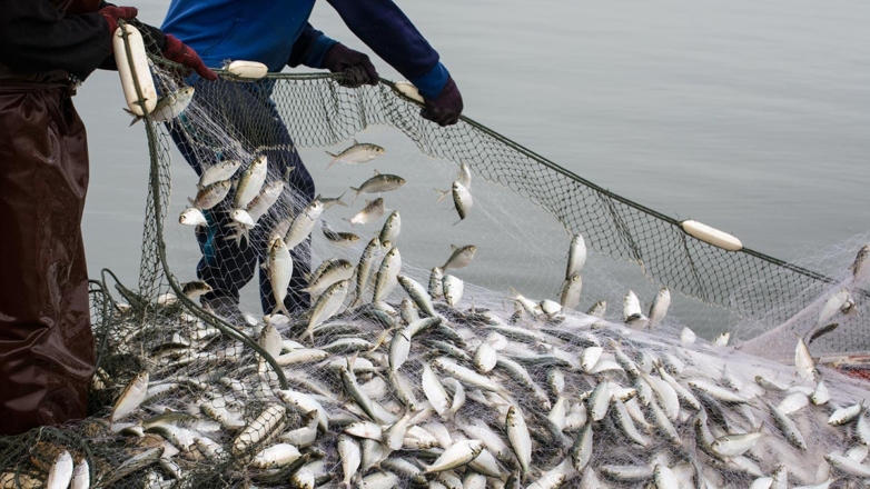 Россия с начала 2024 года увеличила вылов рыбы на 14%