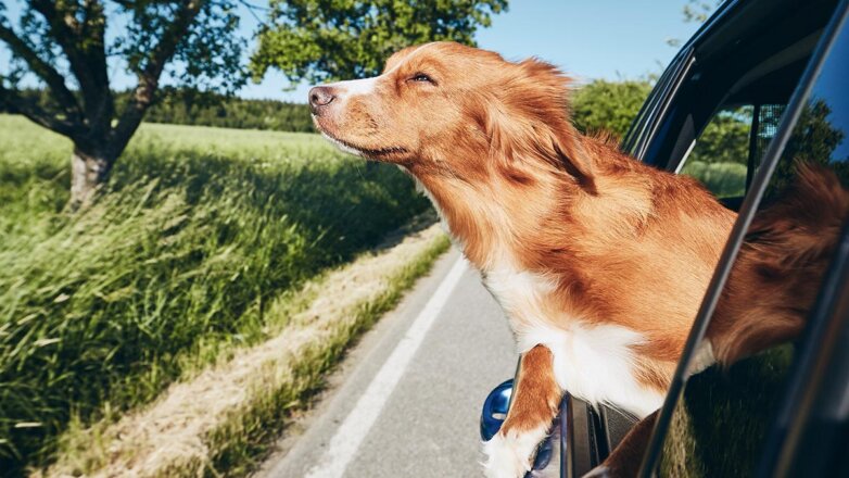 Кинолог объяснила, как приучить собаку к поездкам в автомобиле