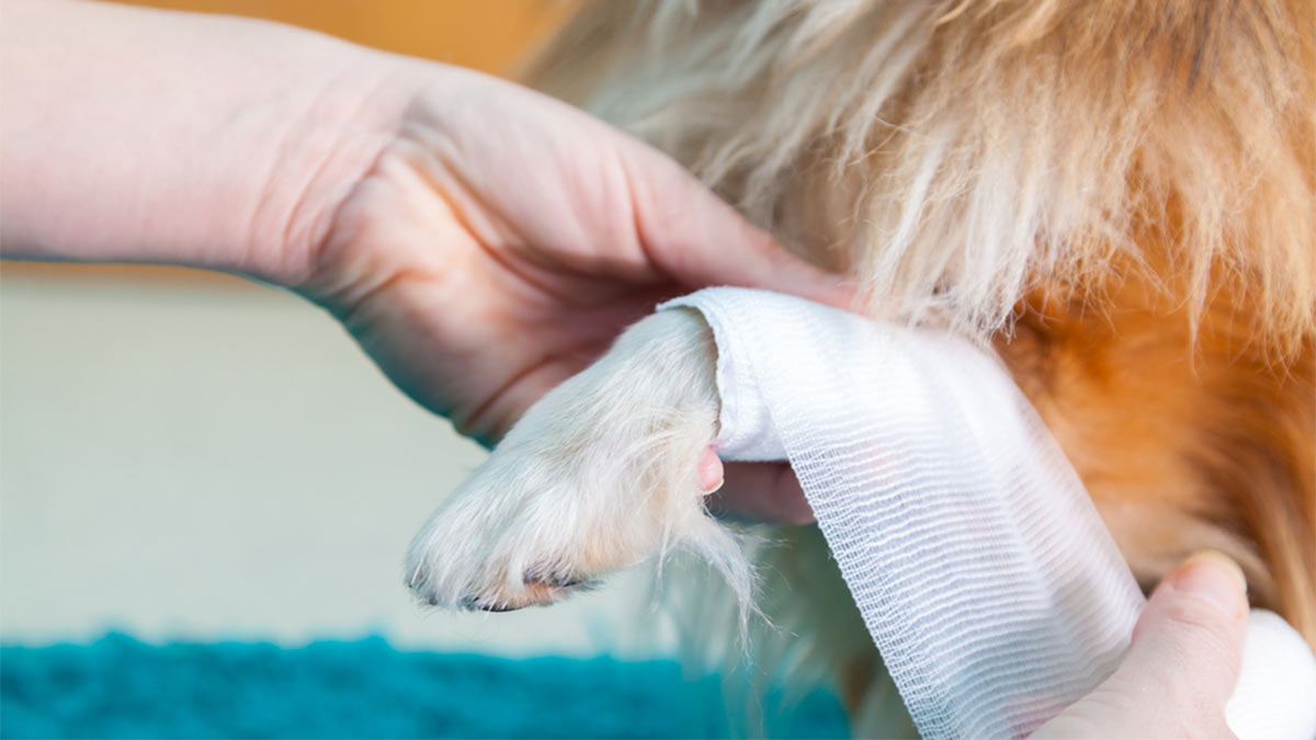 Ветеринар объяснила, что делать, если собака порезала подушечку лапы
