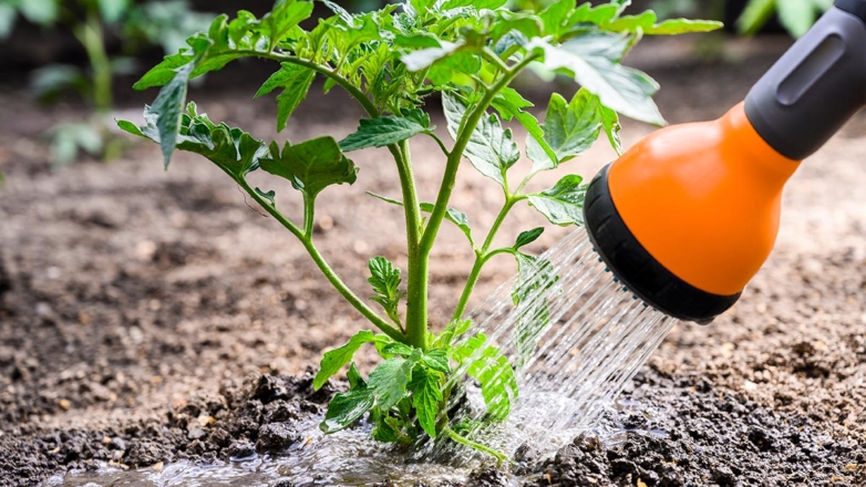 Эксперт дала советы, как правильно поливать томаты для хорошего урожая