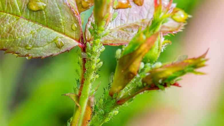 Эксперты дали дачникам советы, как бороться с вредителями и болезнями растений в июле