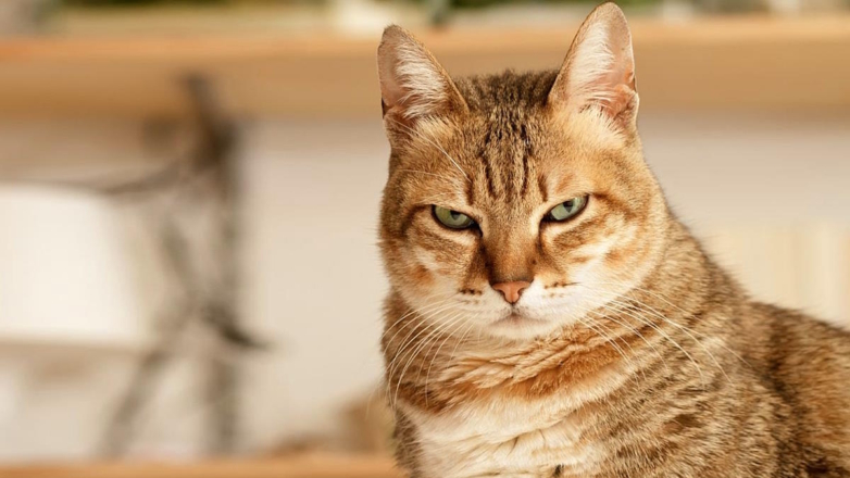 Эксперты назвали 4 главные ошибки владельцев кошек