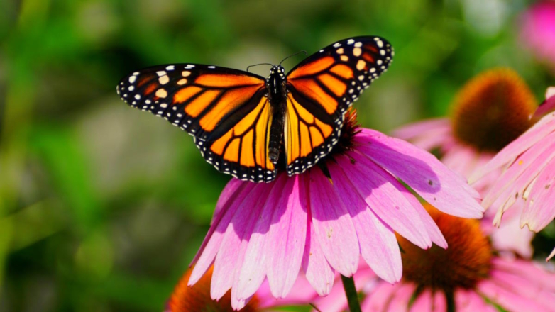 Бабочки-монархи могут оказаться дальше от вымирания, чем считалось раньше