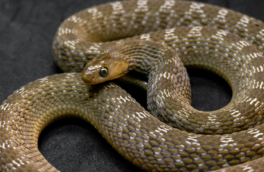 Биологи нашли кандидата на звание самой прожорливой змеи в мире