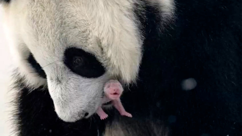В России родился первый в истории страны детеныш большой панды